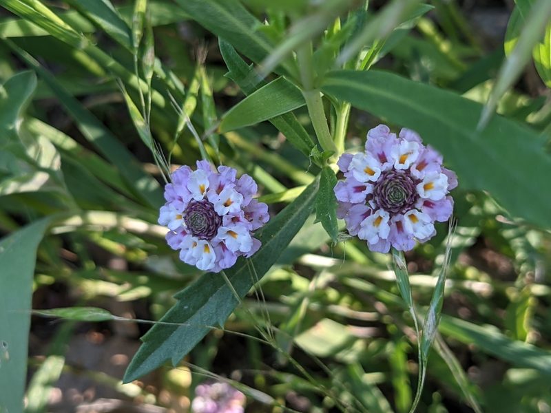 Phyla cuneifolia, photographed by Alaina Krakowiak
