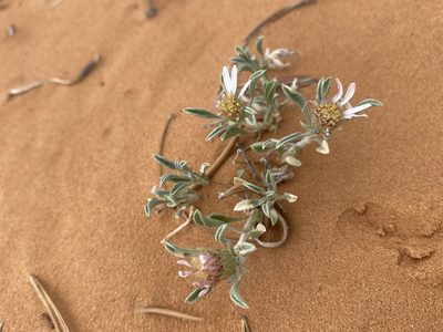 Townsendia incana, photographed by Matt Berger