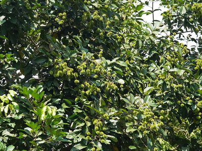 Nephelium lappaceum, photographed by Cheongweei Gan