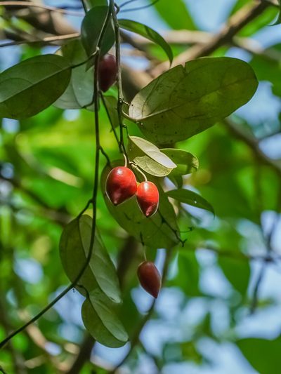 Adenia macrophylla, photographed by Cheongweei Gan