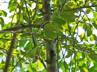 Adenia macrophylla, photographed by Cheongweei Gan