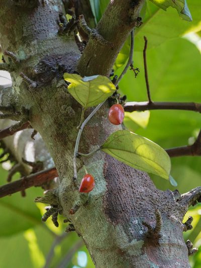 Adenia macrophylla, photographed by Cheongweei Gan