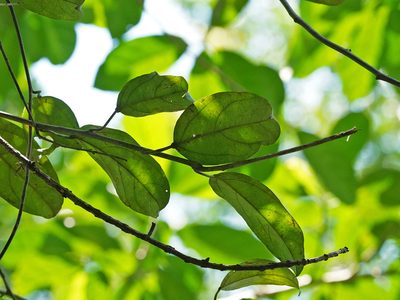 Adenia macrophylla, photographed by Cheongweei Gan