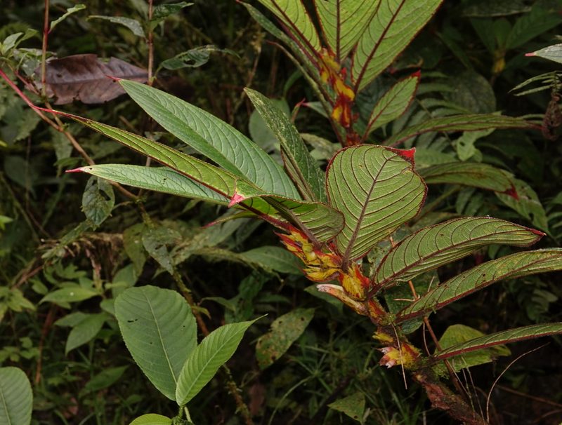 Columnea rubriacuta, photographed by desertnaturalist