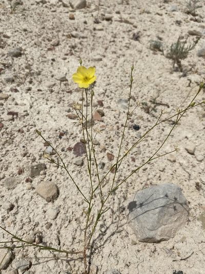 Linum subteres, photographed by Matt Berger