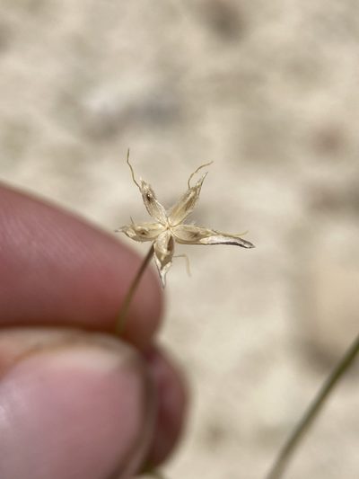 Linum subteres, photographed by Matt Berger