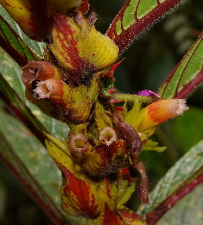 Columnea rubriacuta, photographed by desertnaturalist