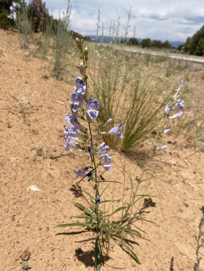 Penstemon comarrhenus, photographed by Matt Berger