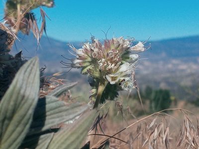 Phacelia imbricata, photographed by Daniel S.