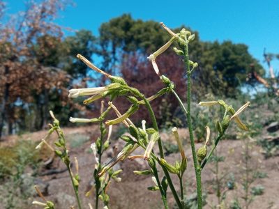 Nicotiana attenuata, photographed by Daniel S.