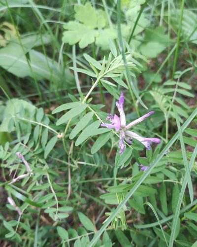 Astragalus syriacus, photographed by Юлия