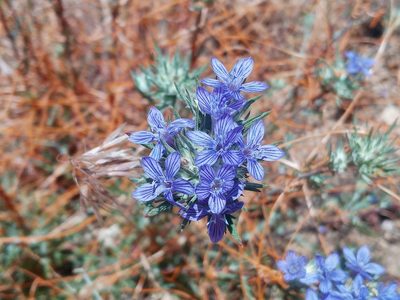Eriastrum densifolium, photographed by Daniel S.