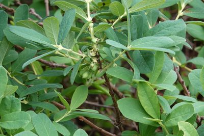 Lonicera villosa, photographed by Roger Rittmaster
