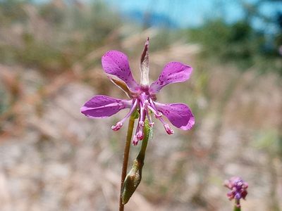 Clarkia rhomboidea, photographed by Daniel S.