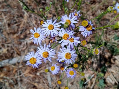 Erigeron foliosus, photographed by Daniel S.
