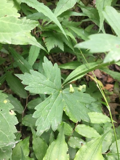 Aconitum reclinatum, photographed by Bonnie Isaac