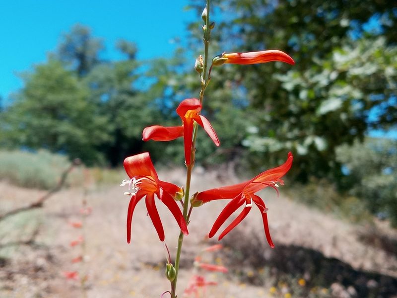 Penstemon labrosus, photographed by Daniel S.