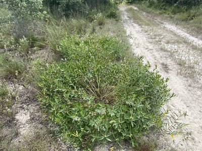 Stillingia sylvatica, photographed by Reid Hardin