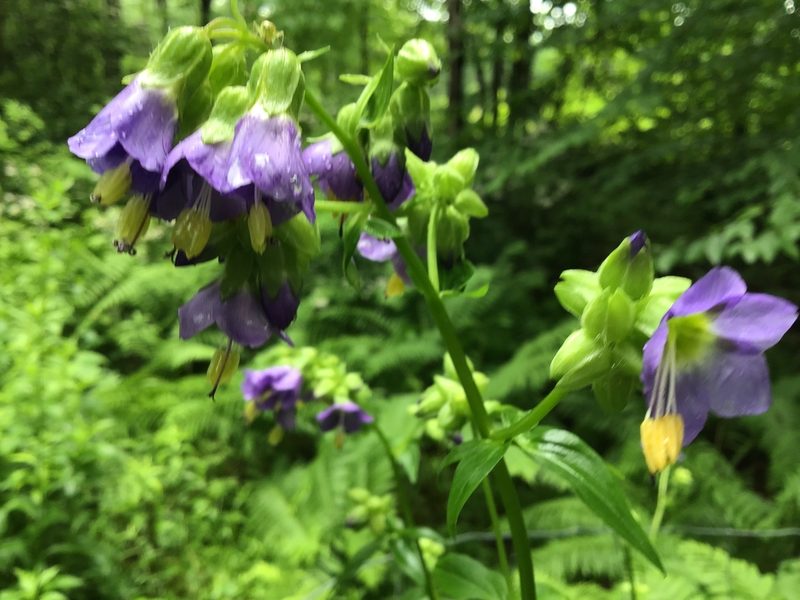 Polemonium vanbruntiae, photographed by Bonnie Isaac