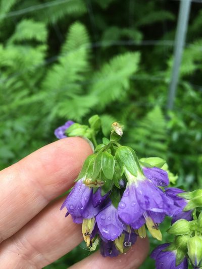 Polemonium vanbruntiae, photographed by Bonnie Isaac