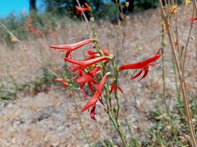 Penstemon labrosus, photographed by Daniel S.