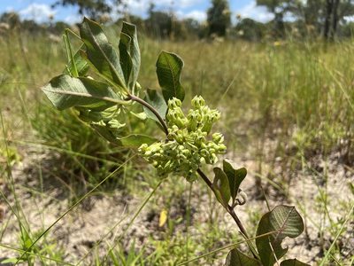 Asclepias tonkawae, photographed by Reid Hardin