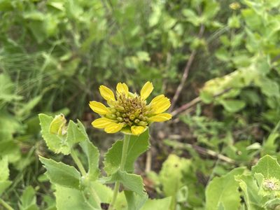 Tetragonotheca ludoviciana, photographed by Reid Hardin