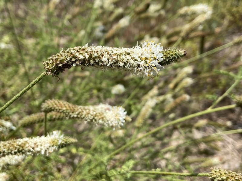 Dalea phleoides, photographed by Reid Hardin