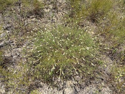 Dalea phleoides, photographed by Reid Hardin
