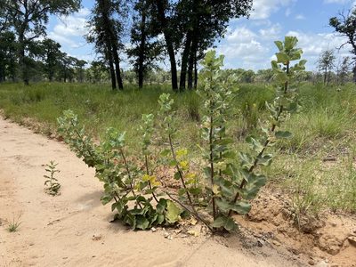 Asclepias arenaria, photographed by Reid Hardin