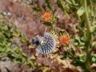 Hulsea heterochroma, photographed by Daniel S.
