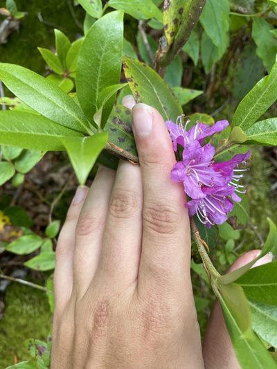 Rhododendron smokianum, photographed by Brandon Wheeler