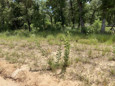 Asclepias arenaria, photographed by Reid Hardin