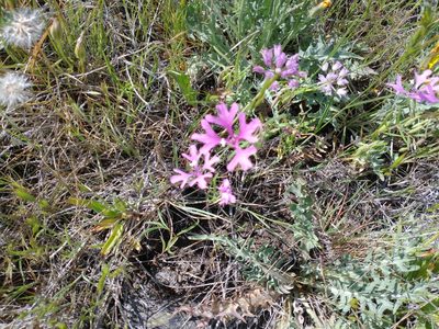 Clarkia pulchella, photographed by Drew Meyer