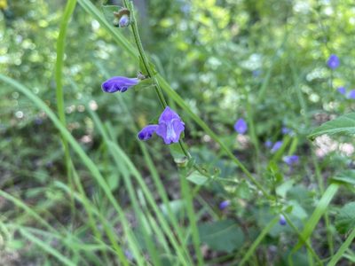 Scutellaria cardiophylla, photographed by Reid Hardin