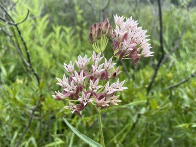 Asclepias rubra, photographed by Reid Hardin