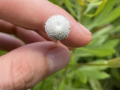 Eriocaulon decangulare, photographed by Reid Hardin