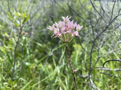 Asclepias rubra, photographed by Reid Hardin