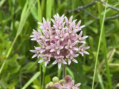 Asclepias rubra, photographed by Reid Hardin