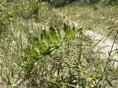 Asclepias tonkawae, photographed by Reid Hardin