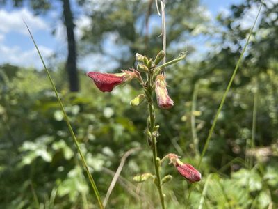 Tephrosia onobrychoides, photographed by Reid Hardin
