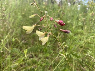 Tephrosia onobrychoides, photographed by Reid Hardin