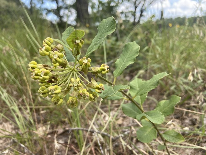 Asclepias tonkawae, photographed by Reid Hardin