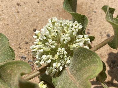 Asclepias arenaria, photographed by Reid Hardin