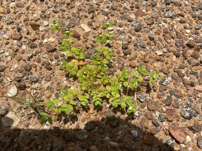 Euphorbia cordifolia, photographed by Reid Hardin
