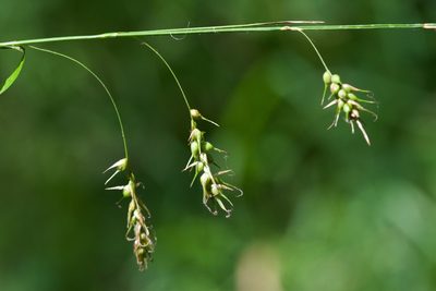 Carex sprengelii, photographed by Owen Strickland