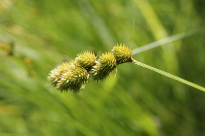 Carex cristatella, photographed by Quinten Wiegersma