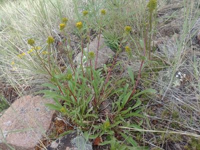 Solidago multiradiata, photographed by Syd Cannings