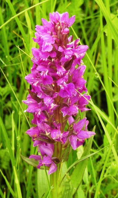 Dactylorhiza salina, photographed by Анна Васильченко