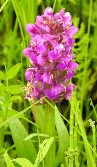 Dactylorhiza salina, photographed by Анна Васильченко